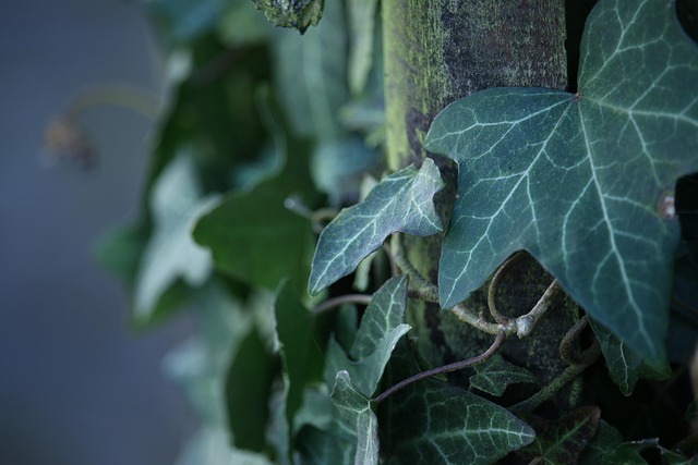 Free Fence Ivy photo and picture