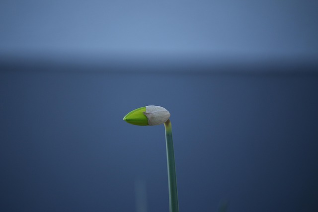 Free Flower Nature photo and picture