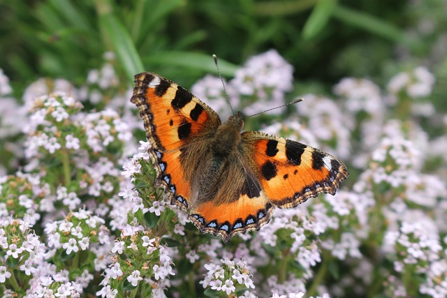 Free Butterfly Nature photo and picture