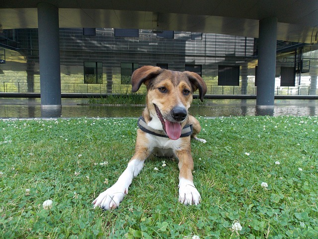 Free Dog Lie photo and picture