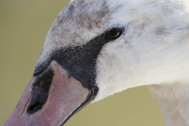 Free Swan Flow photo and picture