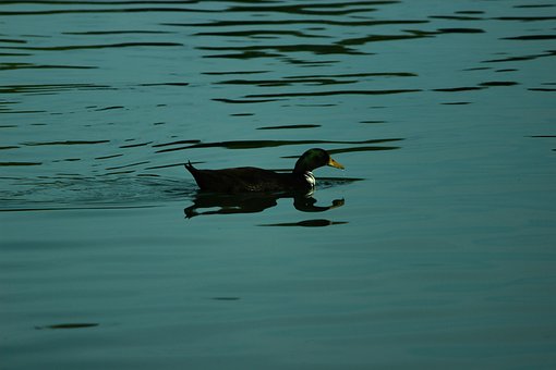 Free Blue Duck photo and picture
