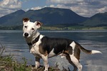 jack russel, panoramic image, animal portrait