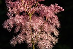 meadowsweet, blossom, bloom