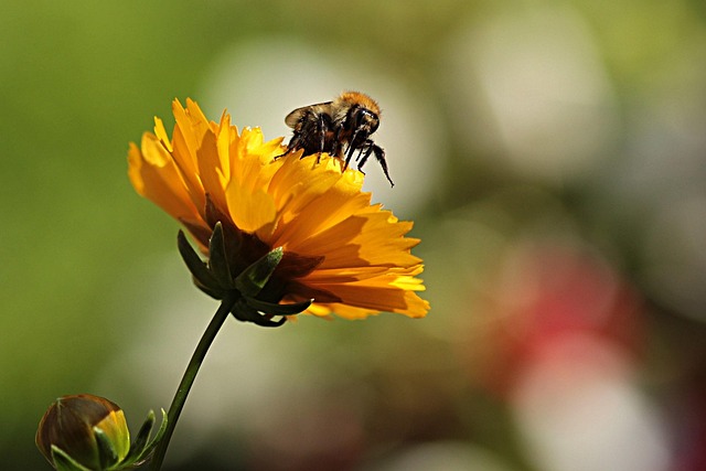 Flower Yellow Bee - Free photo on Pixabay - Pixabay