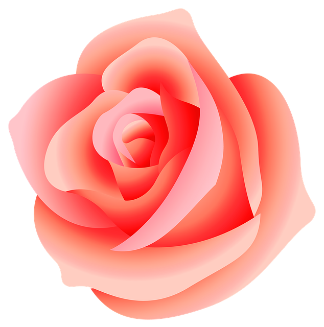 Rosa, Flor, Natureza, Amor, Bloom