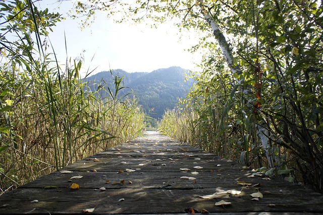 Free Lake Web photo and picture