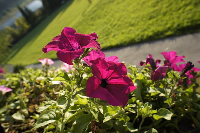 Free Petunia Flower photo and picture