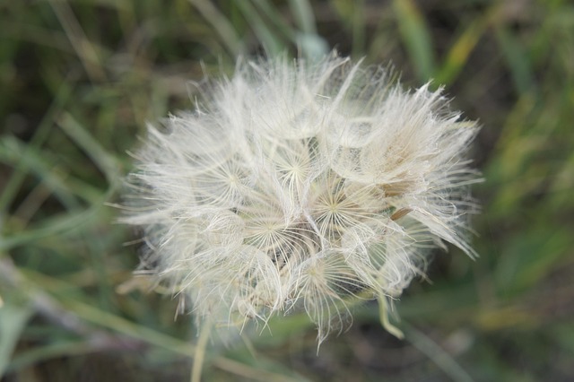 Free Dandelion Nature photo and picture