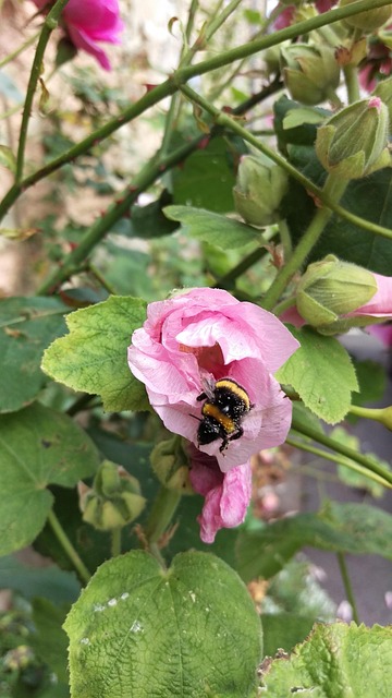 Free Hollyhock Flower photo and picture