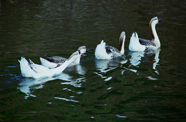 Free Bird Beak photo and picture