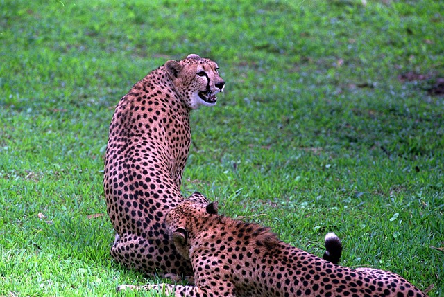 Free Leopard Feline photo and picture