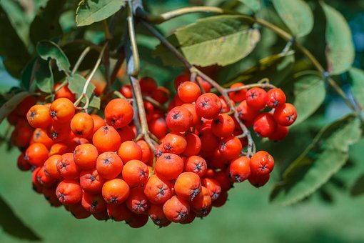 Rowan, Bær, Rød, Frugt, Plante, Natur