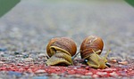snails, race, run