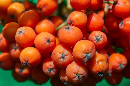 Rowan, Bær, Rød, Frugt, Plante, Natur