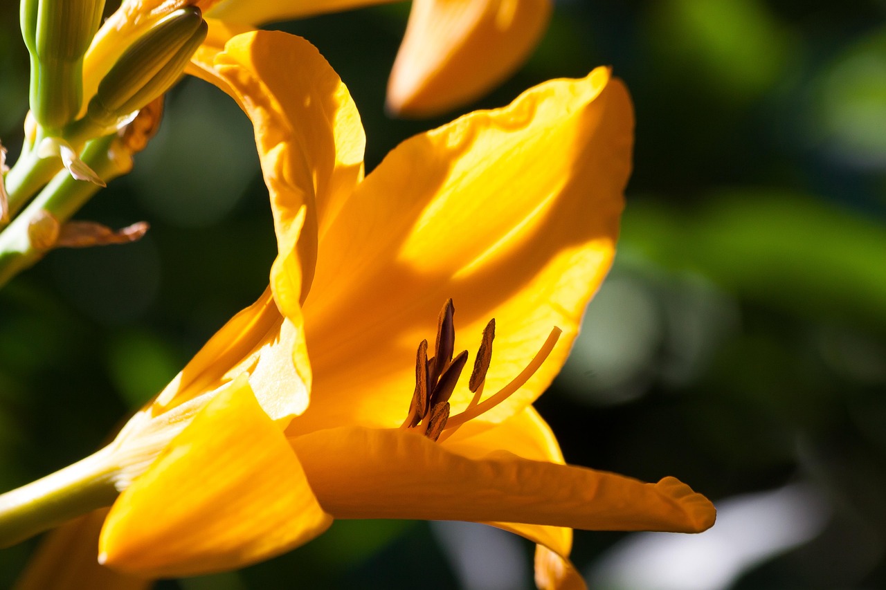 Daylily - free online jigsaw puzzle photo