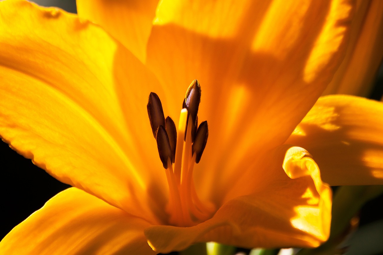 Daylily - free online jigsaw puzzle photo