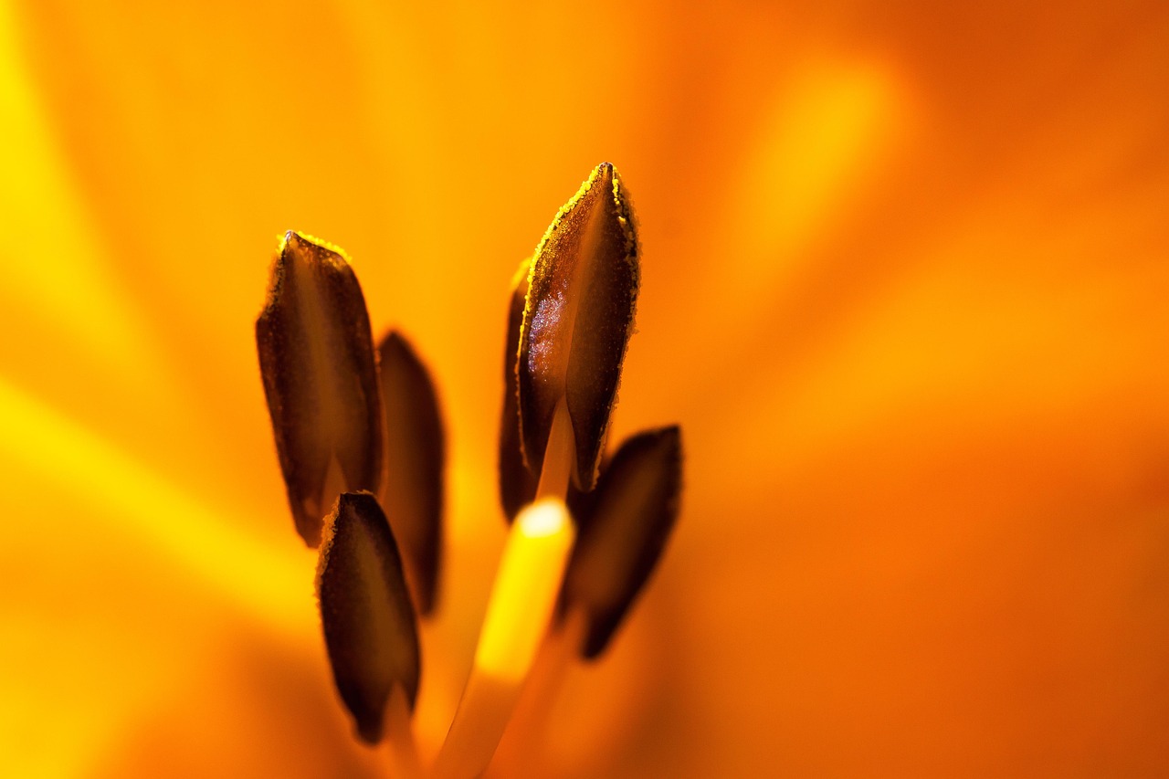 Daylily - free online jigsaw puzzle photo