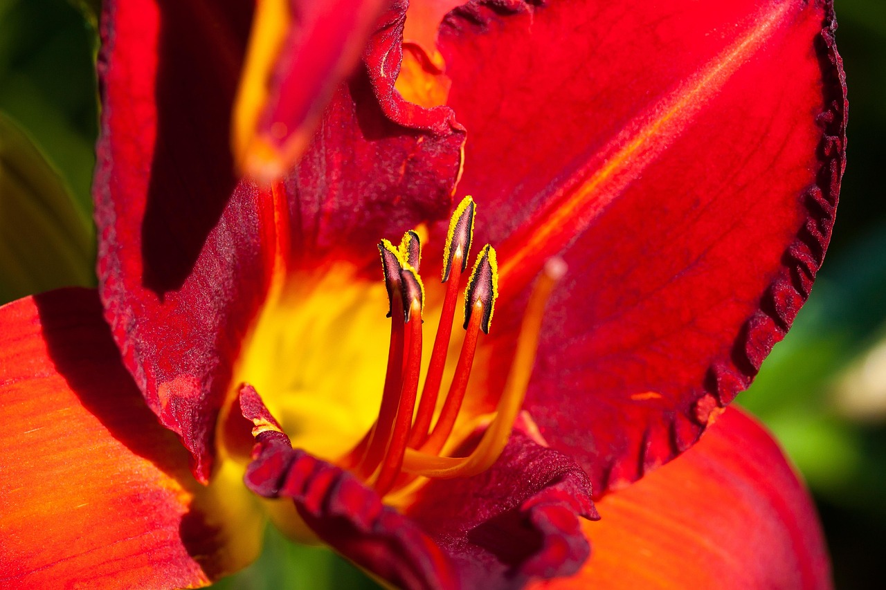 Daylily - free online jigsaw puzzle photo
