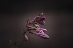 plantain lily, sweetheart lily, hosta