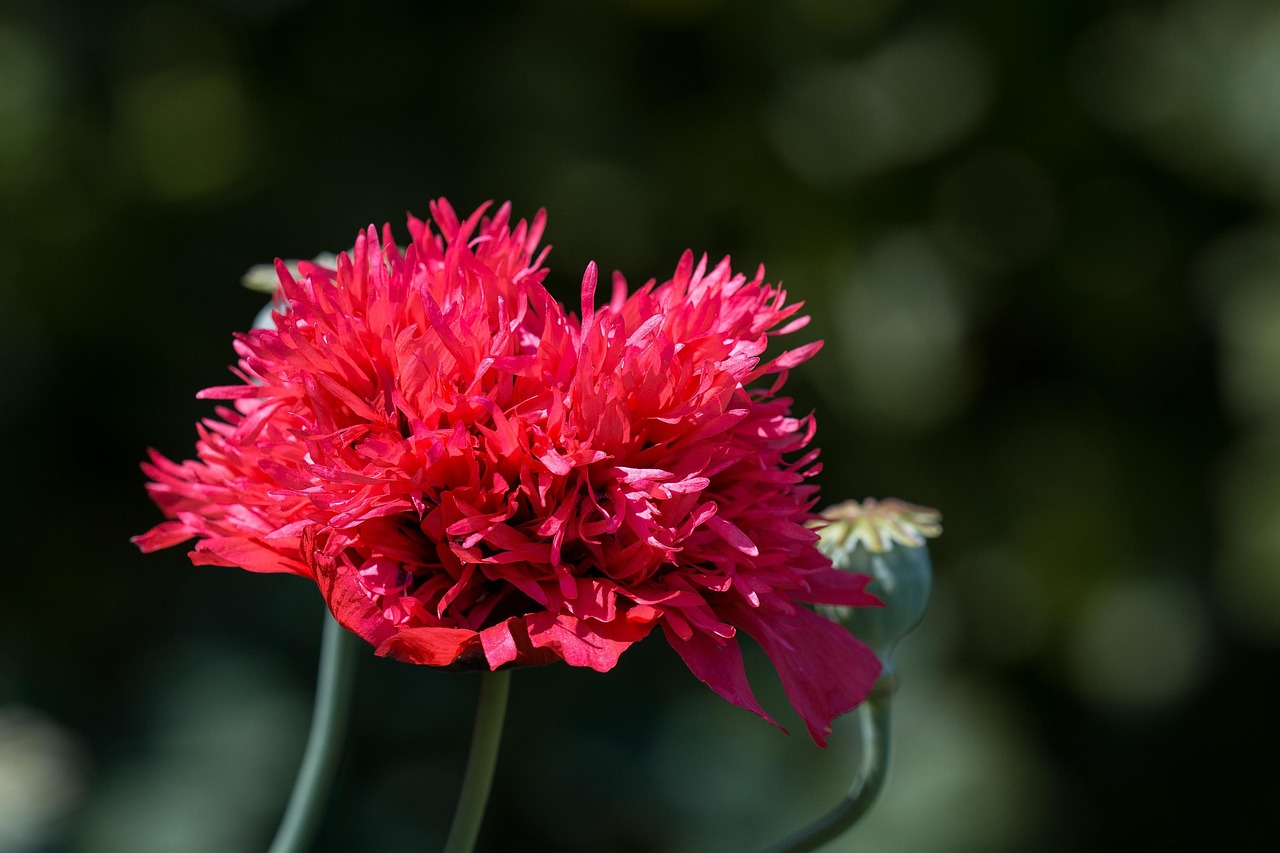 Mohn Gefüllter Rot Roter - Kostenloses Foto auf Pixabay - Pixabay