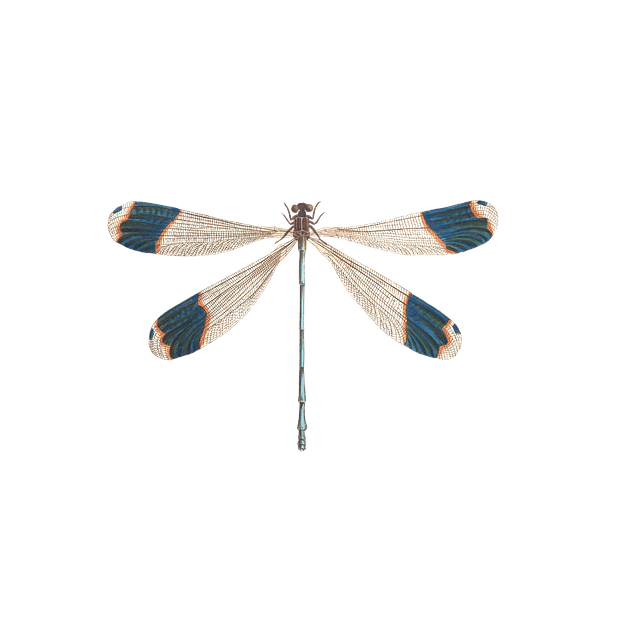 Free dragon-fly insect animal illustration