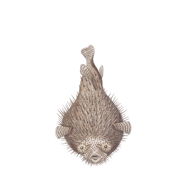 Vis, Natuur, Dier, Water, Geïsoleerd