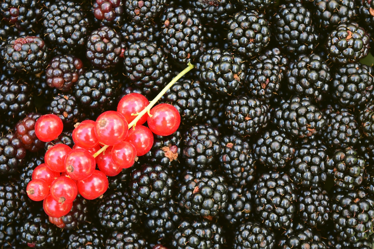 Blackberries Currants Background Free photo on Pixabay Pixabay