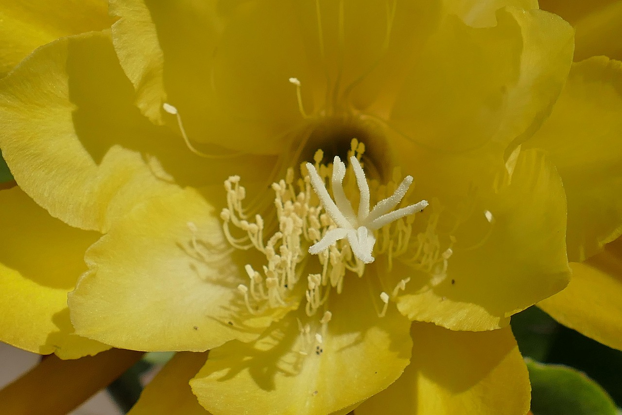 Lily - free online jigsaw puzzle photo