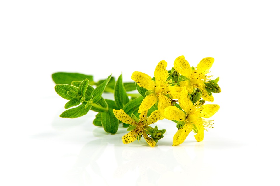 St. John's wort in bloom