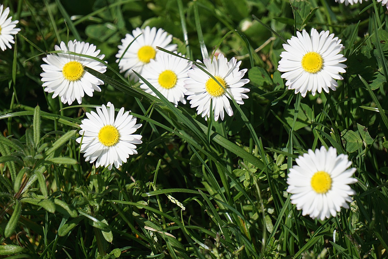 Flowers Packets Nature Free photo on Pixabay Pixabay