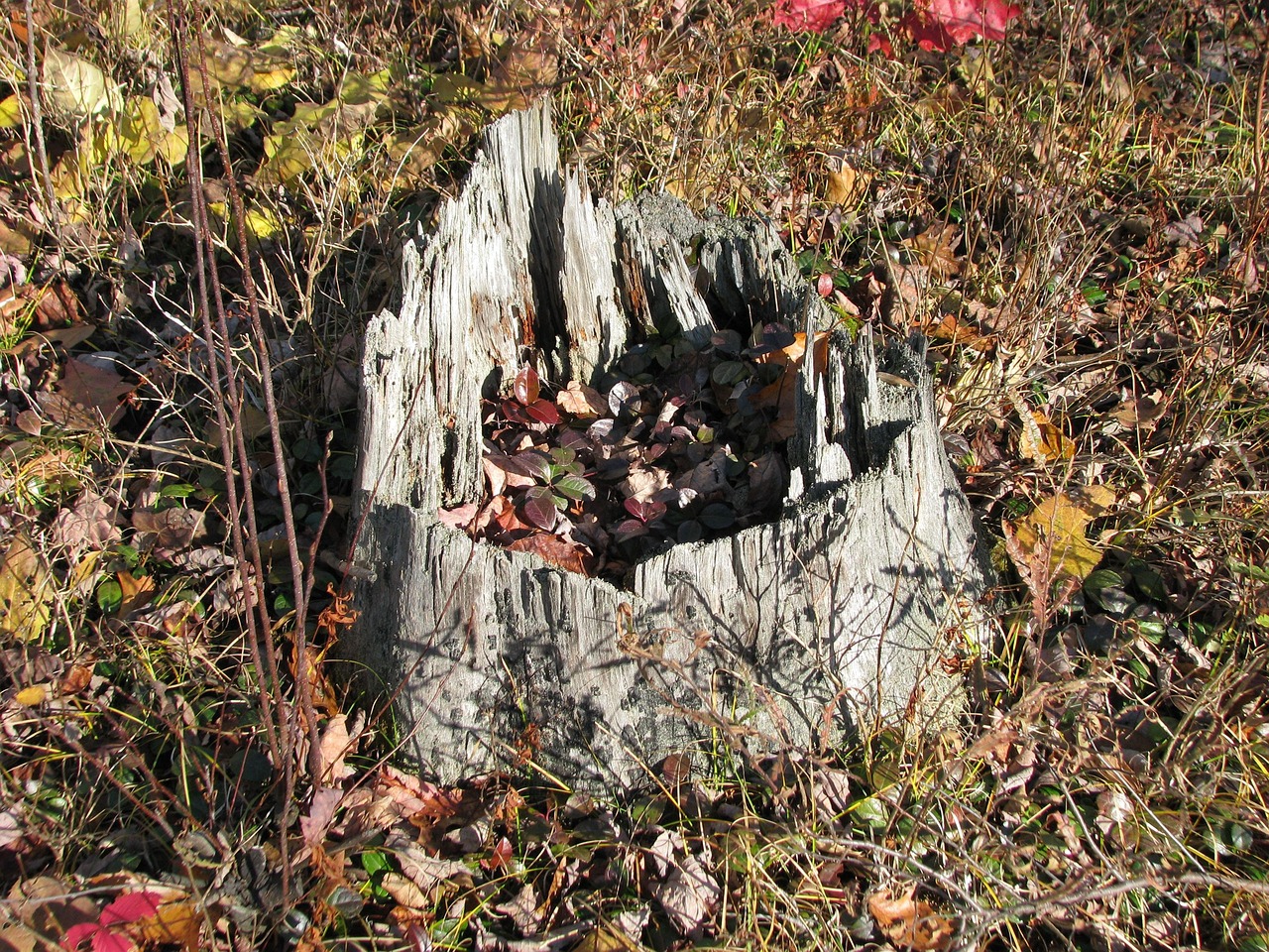 Fall Stumps Stump Autumn Leaves Deer Rock Lake - Free photo on Pixabay - Pixabay