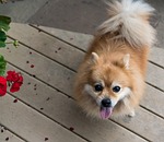 pomeranian, dog, pet