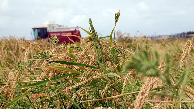 Free Pego-Olive Marsh Rice photo and picture