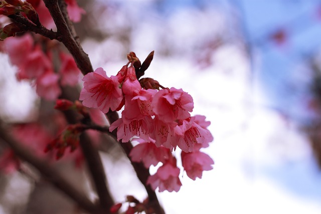 さくら 花 - Pixabayの無料写真 - Pixabay