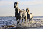horse, white, horsehair