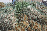 sea sponge, sponge, sea