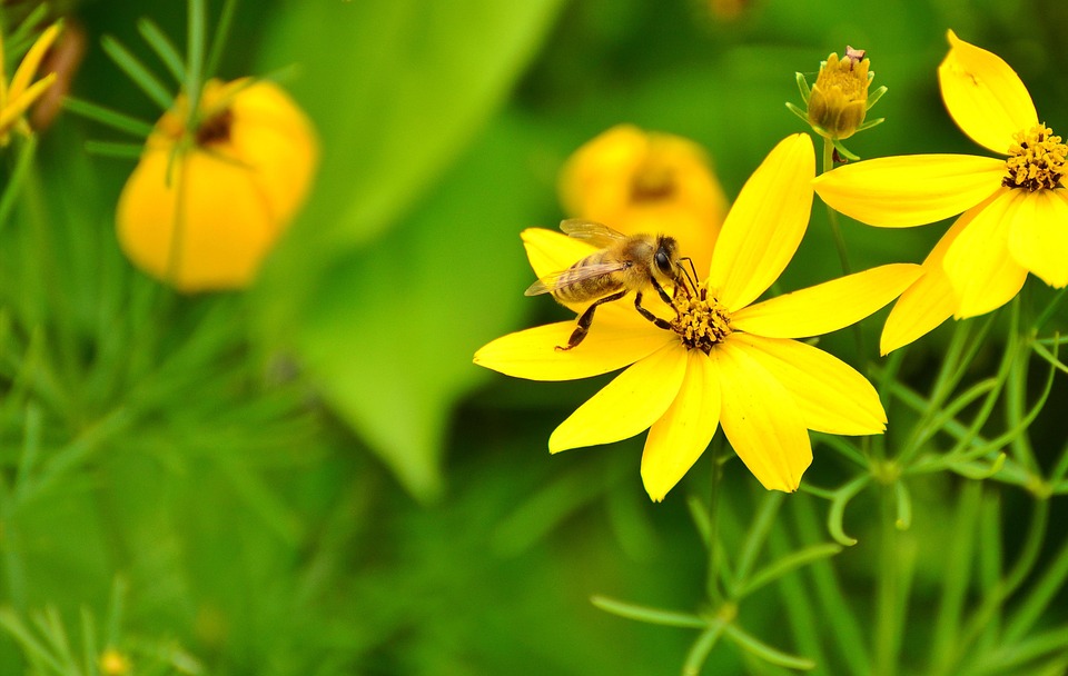 mädchenauge fleurs jaunes jardin abeilles jaune