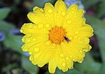 marigold, calendula, yellow