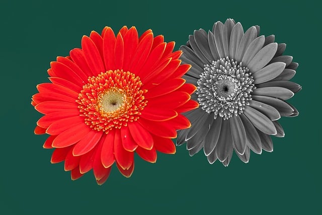 Free gerbera color nature illustration