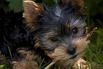 dog, puppy, yorkshire terrier