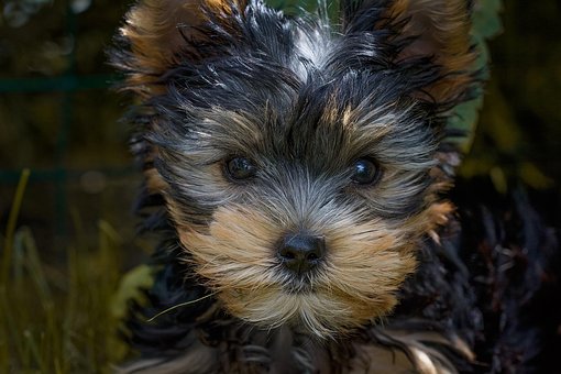 yorkshire terrier potty training