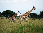 giraffes, rothschild-giraffes, uganda