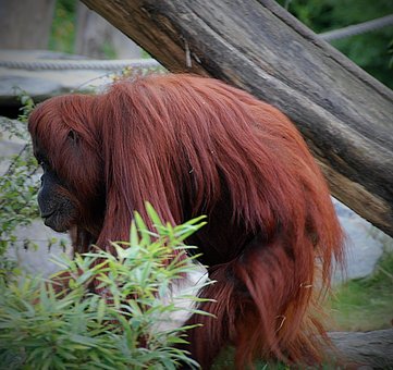 Orang Utan Kebun Binatang Monyet Orang Utan Kebun Binatang Monyet