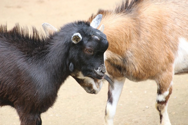 Free Goat Desire photo and picture