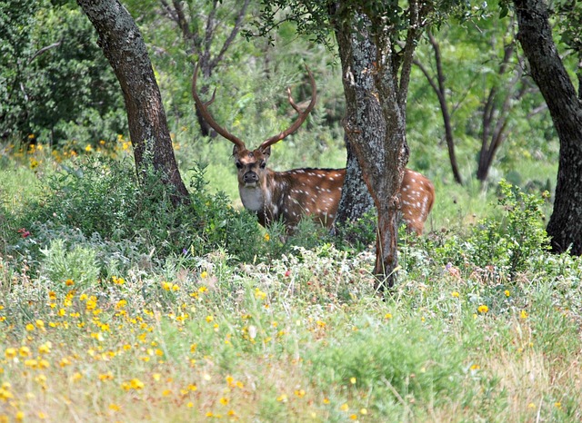 Free Wild Animal Deer photo and picture