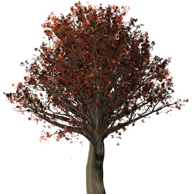 Baum, Eiche, Quercus, Herbstlaub