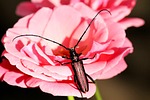 musk beetle, beetle, insect
