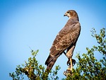 bird of prey, falcon, raptor