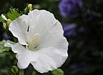 mallow, flower, blossom